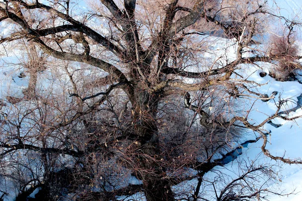 小さな小川の雪の水 — ストック写真