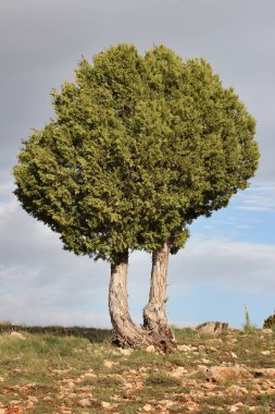 yüksek dağlarda yeşil ardıç ağacı