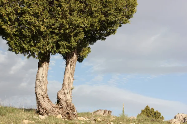 Árbol Enebro Verde Las Altas Montañas —  Fotos de Stock