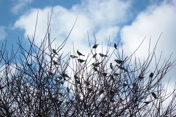 Moineaux Sur Une Branche Arbre — Photo