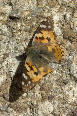 taş üzerinde renkli kelebek