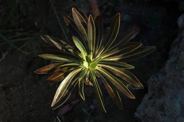 Evergreen bitki, öforbia characias 