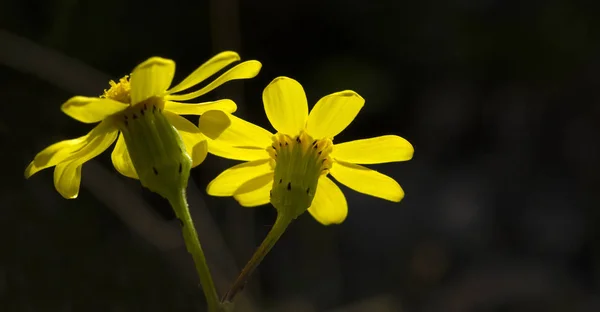 Fiori Gialli Primavera — Foto Stock