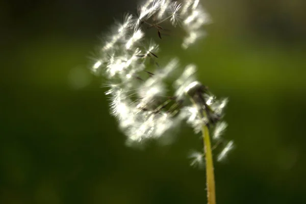 Dandelion Seeds Garden — Stock Photo, Image