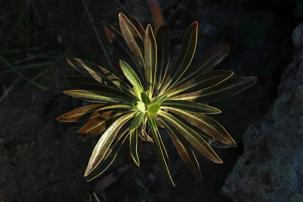 Plante Feuilles Persistantes Euphorbia Characias — Photo