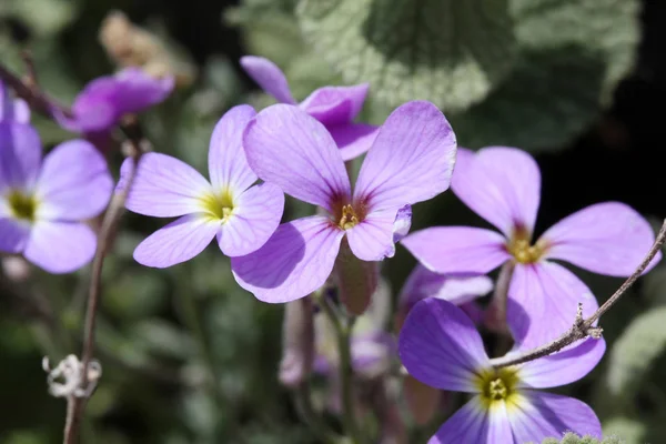 Aubretia Λουλούδια Την Άνοιξη Aubretia Deltoidea — Φωτογραφία Αρχείου