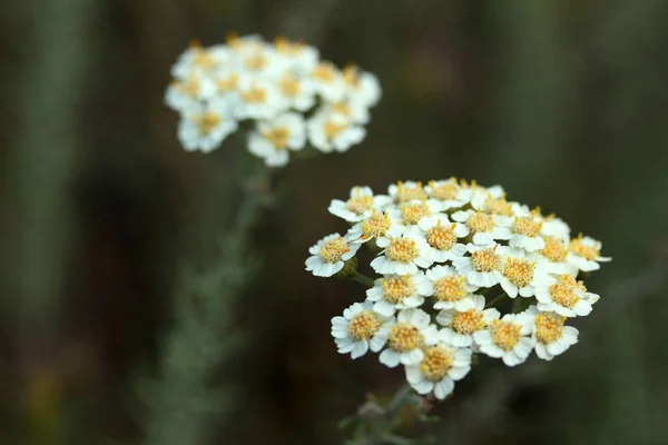 Yarrow Achillea Millefolium Çiçeği — Stok fotoğraf