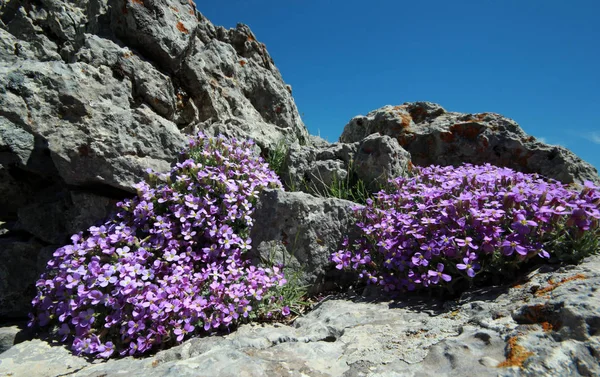 Aubretia Flowers Spring Aubrieta Deltoidea — Stock Photo, Image