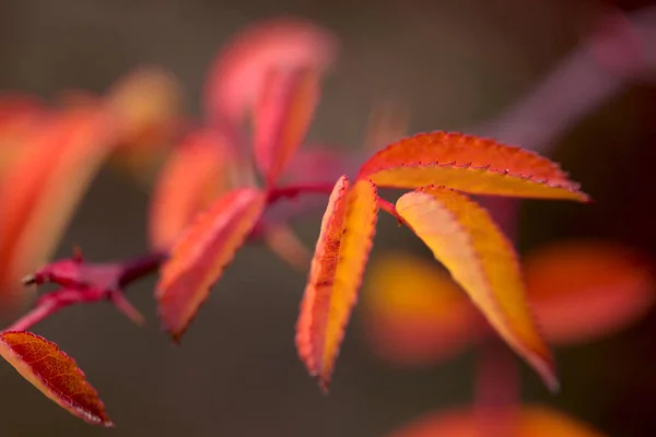 Folhas Coloridas Sumac Outono — Fotografia de Stock