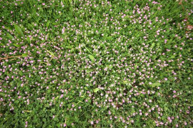 Pers yoncası (Trifolium resupinatum)