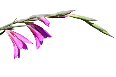 Wild gladiolus purple flower  clipart