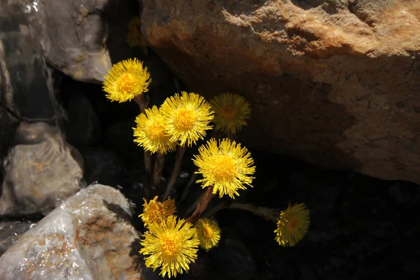 Перша Весняна Квітка Coltsfoot Тусільго Фарфара — стокове фото