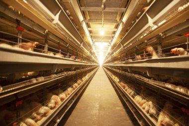 Fabrika Tavuk yumurta sı