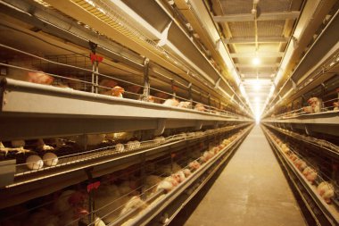 Fabrika Tavuk yumurta sı