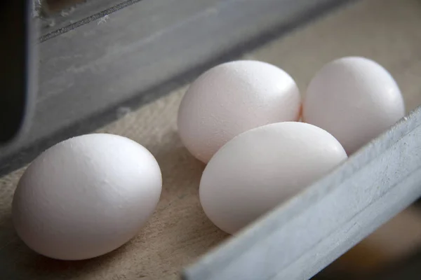 Huevos Gallina Crudos Una Cinta Transportadora —  Fotos de Stock