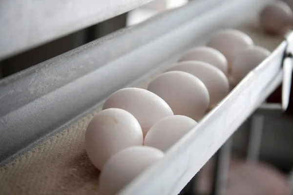 Huevos Gallina Crudos Una Cinta Transportadora —  Fotos de Stock