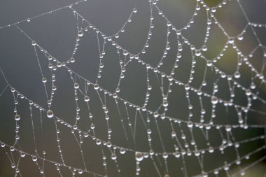 Web üzerindeki çiy.