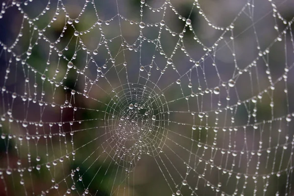 Web Üzerindeki Çiy — Stok fotoğraf