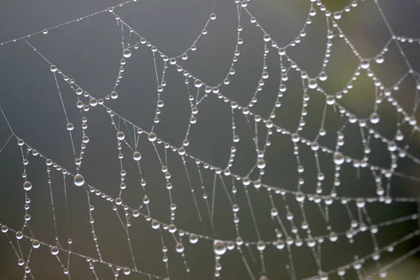 Web Üzerindeki Çiy — Stok fotoğraf