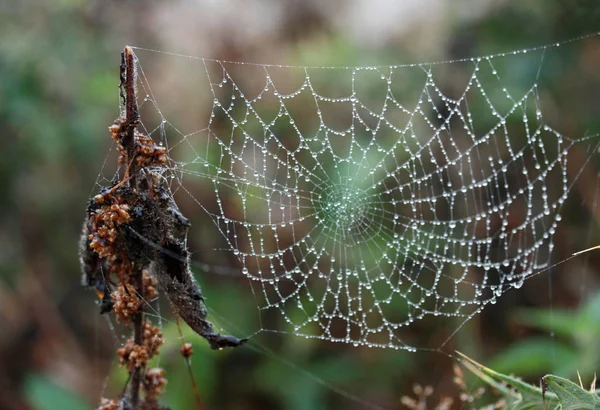 Web Üzerindeki Çiy — Stok fotoğraf