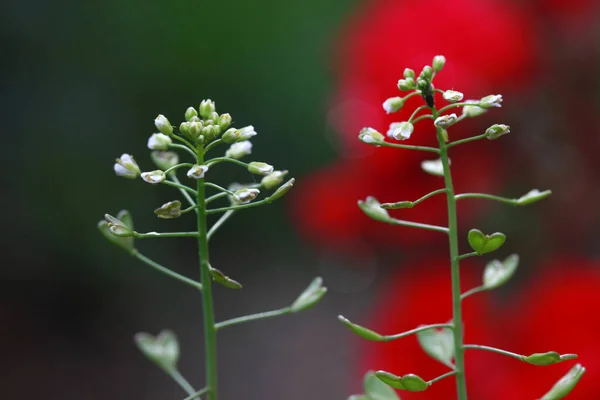 Capsella bursa-pastoris (shepherd's-purse): Go Botany