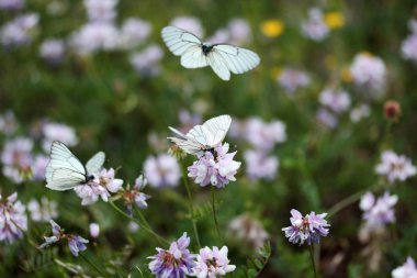 Taç Vetch Wildflower ve Beyaz Kelebekler