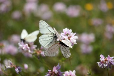 Taç Vetch Wildflower ve Beyaz Kelebekler