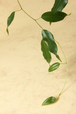 Renkli Arka Plan üzerine Ficus Leaf