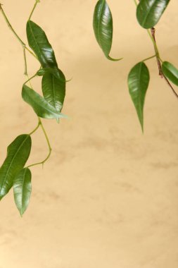 Renkli Arka Plan üzerine Ficus Leaf