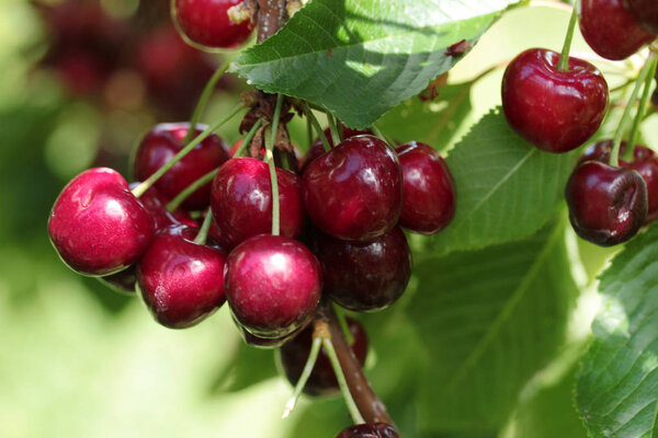 cherry berries on a tree branch