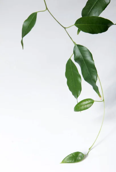 Zielony Ficus Liść Kwiat Domu — Zdjęcie stockowe