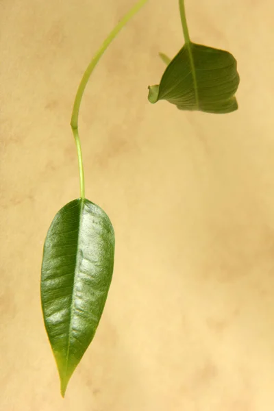 Ficus Liść Kolorowym Tle — Zdjęcie stockowe