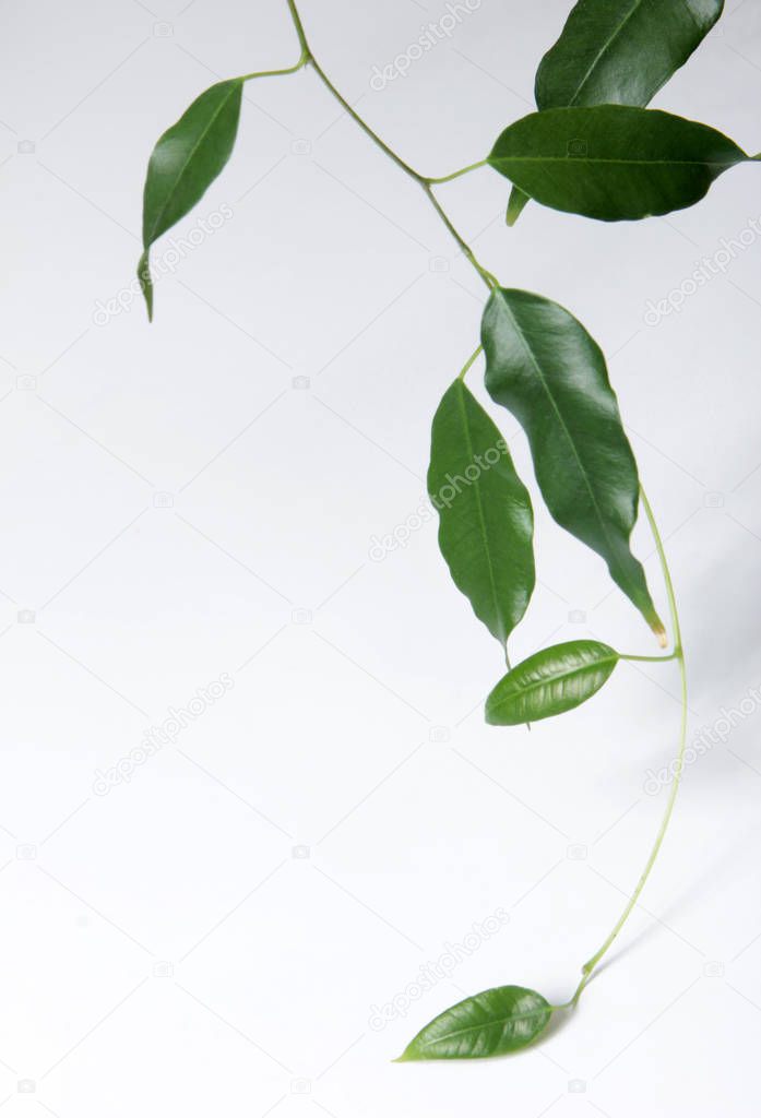 Green Ficus Leaf Home Blossom
