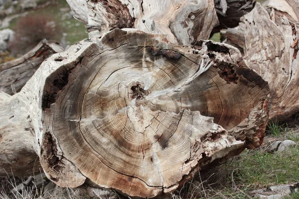 Абстрактный Фон Кольца Дерева — стоковое фото