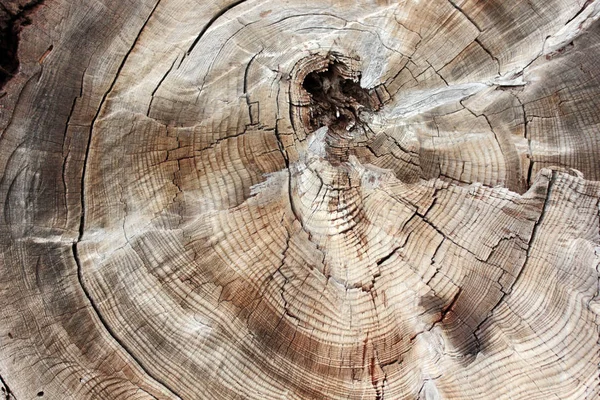 Tree Ring Abstract Background Textured — Stock Photo, Image