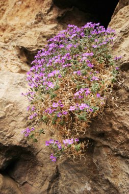 İlkbaharda Aubretia çiçekleri - ( Aubrieta deltoidea)