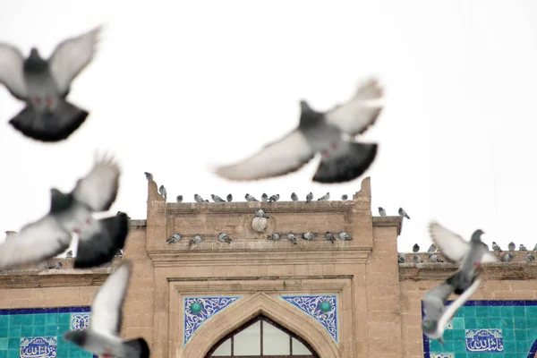 Historic Stone Building Pigeons — Stock Photo, Image