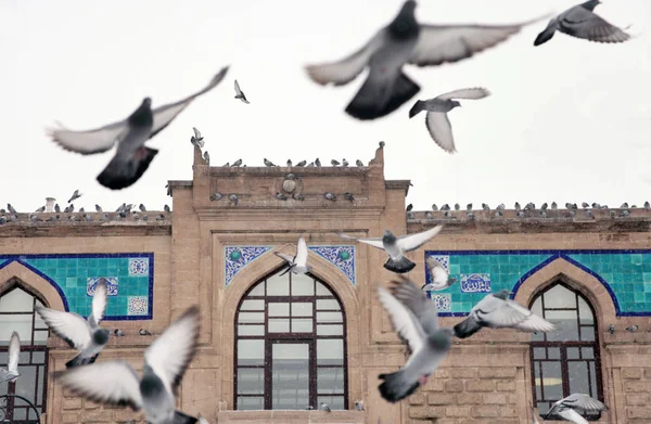 역사적인 건물과 비둘기 — 스톡 사진