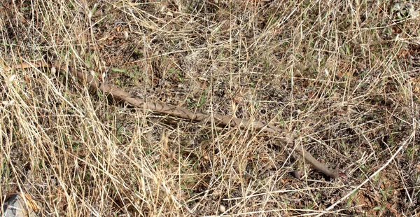 Serpiente Larga Hierba Amarilla —  Fotos de Stock