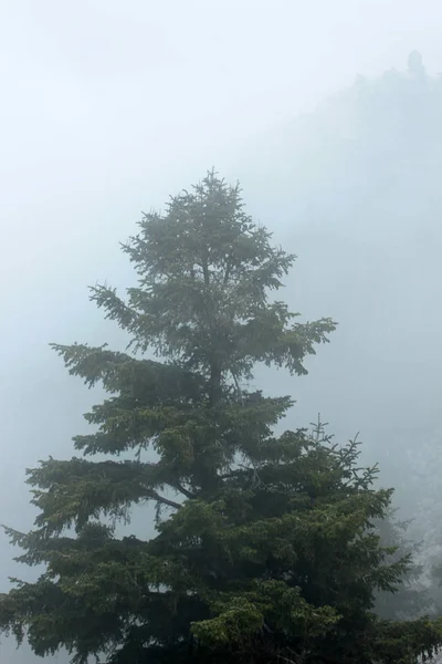 Drzewo Sosny Mgle — Zdjęcie stockowe