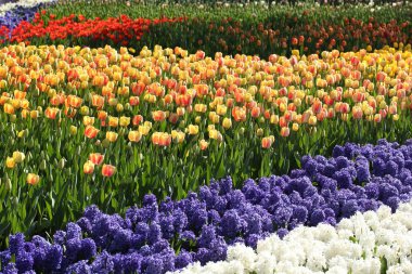 Bir parkta sümbül ve laleler