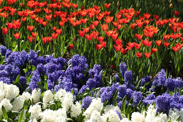 Hiacynt Tulipany Parku — Zdjęcie stockowe