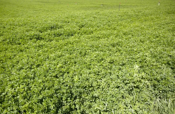 irrigation systems and large clover field