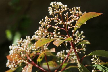 Dökmeyen bir laurestine (Viburnum tinus)
