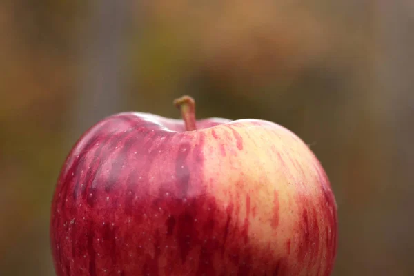 Червоне Стигле Яблуко Природі — стокове фото