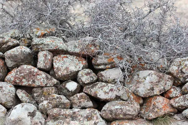 eski taş bahçe duvar ve çalı