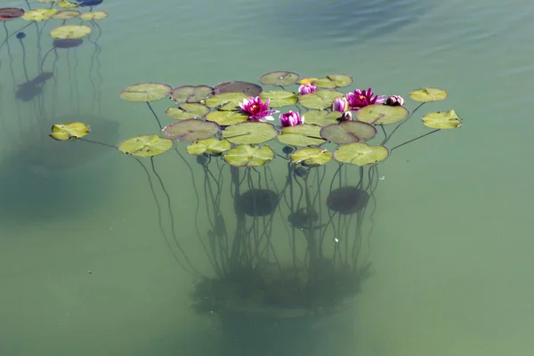Nilüfer Çiçeği Güzel Pembe Lotus Çiçeği — Stok fotoğraf