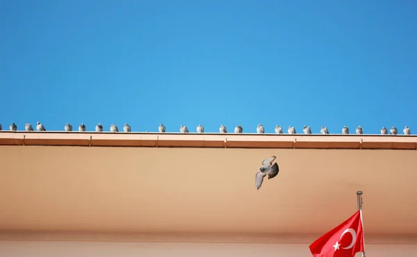 Çatıdaki Güvercinler Türk Bayrağı — Stok fotoğraf