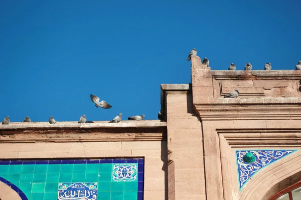 역사적인 건물과 비둘기 — 스톡 사진