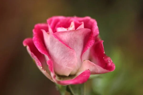 Ароматизированная Красная Роза Саду — стоковое фото